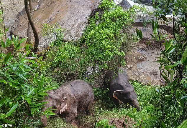 泰国一小象从瀑布滑落坠亡，五头成年象为救小象也陆续摔死