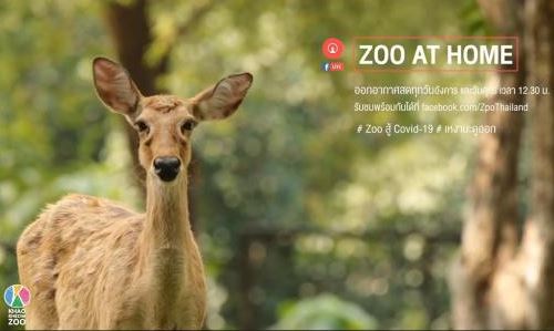 泰国动物园网络直播科普动物收获人气