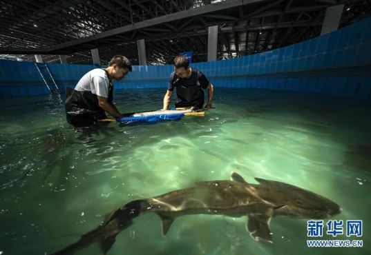 长江三峡珍稀特有鱼类保育中心在三峡坝区投入运行
