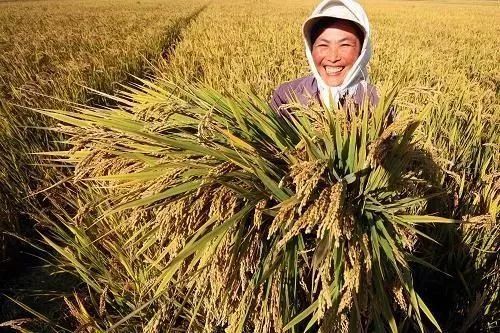 中国粮食产量连续8年站稳1.3万亿斤台阶