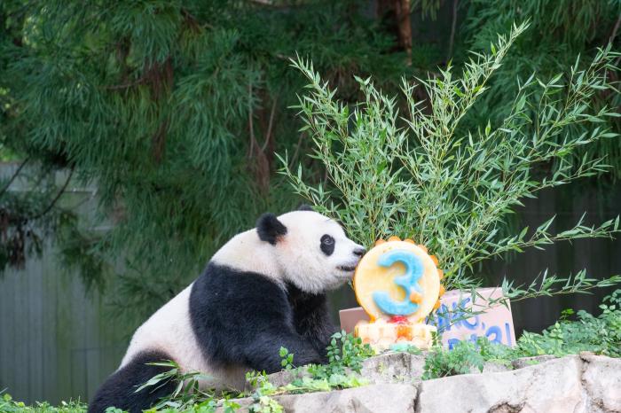 旅美大熊猫幼崽“小奇迹”庆祝3周岁生日