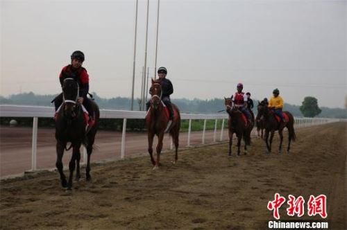 骑手与马匹亮相成都温江金马国际马术体育公园。　王爵 摄