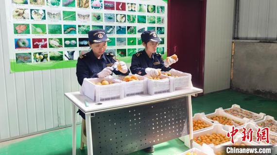 North China's Shanxi sees fruit exports to 78 countries and regions